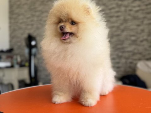 Petmode köpek çiftliğinden tea cup pomeranian