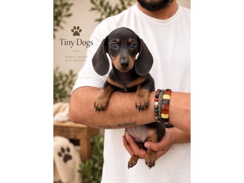 Miniature dachshund (sosis köpek) özel renk yavrular