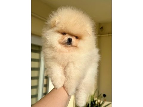Show class baby face pomeranian boo