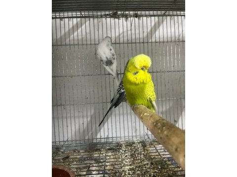 Sağlıklı temiz güzel bir erkek muhabbet kuşu