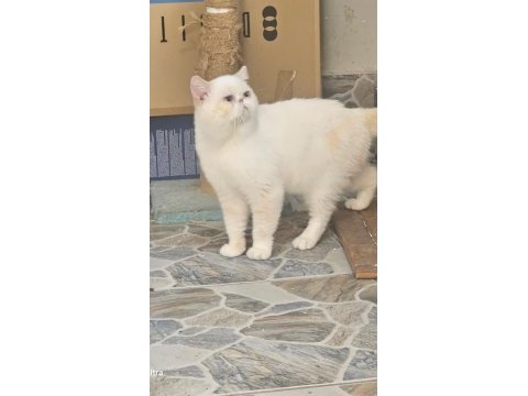Exotic shorthair erkek aktif