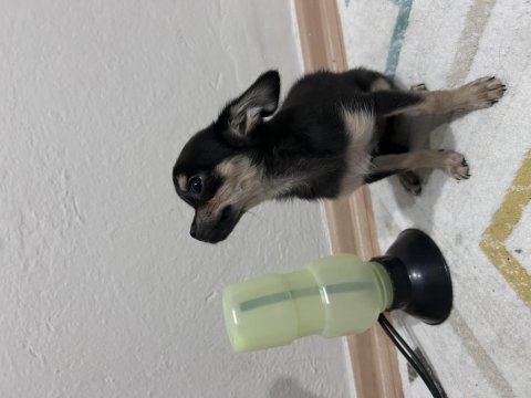 Son dişi chihuahua