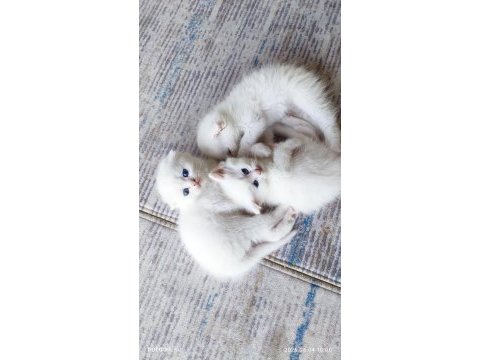 Beyaz scottish fold yavrular sahiplendirilecektir