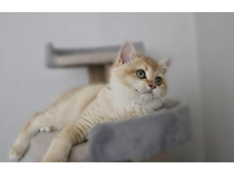 British shorthair golden by12 erkek 8 aylık