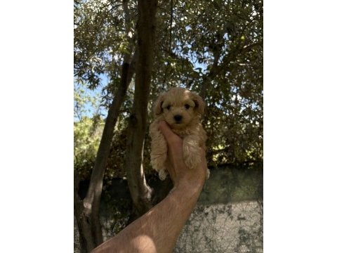 Maltipoo kore kan f2 dünya tatlısı bebekler