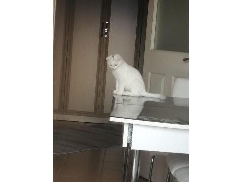 British shorthair ve scottish fold bebekler