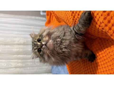 Scottish longhair 5 aylık