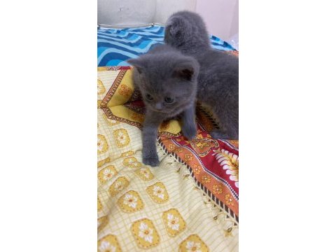 Scottish fold yavrular
