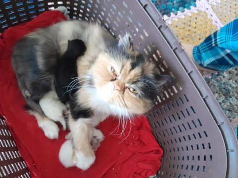 Acil 1.5 yaşında dişi calico persian doğum yaptı longhair