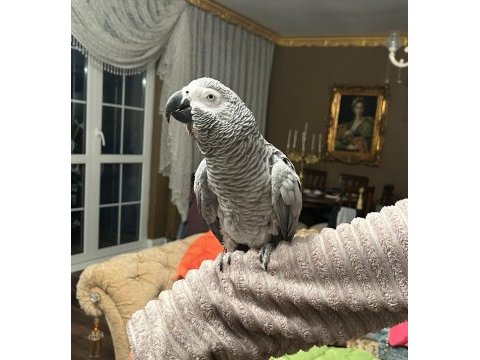 100 kelime konuşan maskot jako papağanı