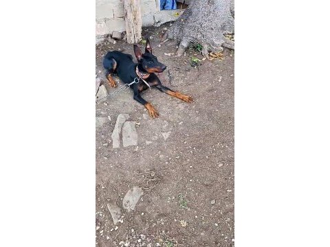 Doberman korucularım