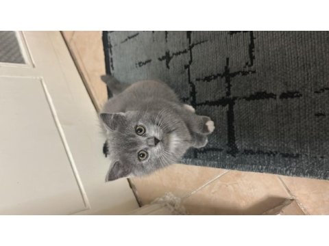 Satılık british shorthair 1,5 aylık