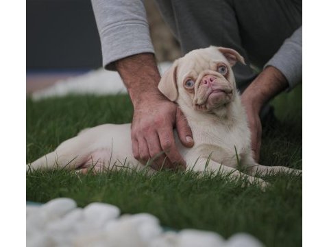 Egzotik renk pink pug yavrular