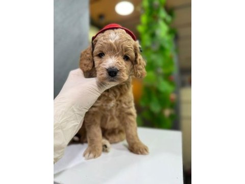 Mağazamızdan maltipoo yavrumuz