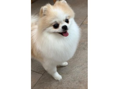 1 yaşında sıfır burun party colour dişi pomeranian