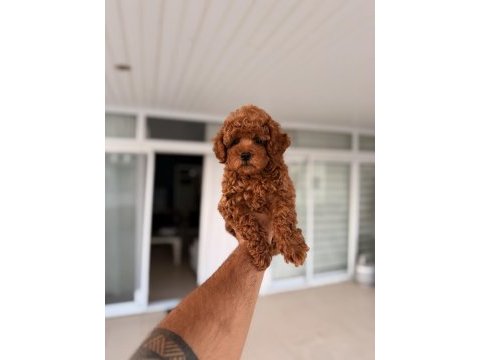 Mersin pomeranian boo orjinal yavrular