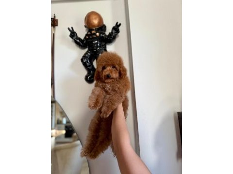 Erkek toy poodle