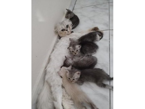 Silver british longhair anne ve siyam babanın yavruları
