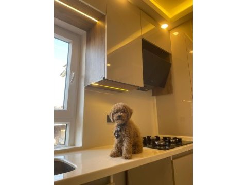 Acil 3 aylık erkek toy poodle aşıları yapılmıştır