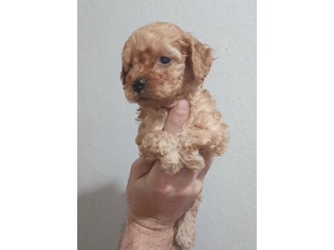 Maltipoo yavrular