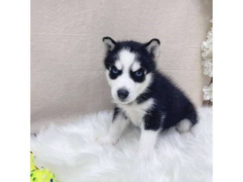 Husky sibirya yavruları