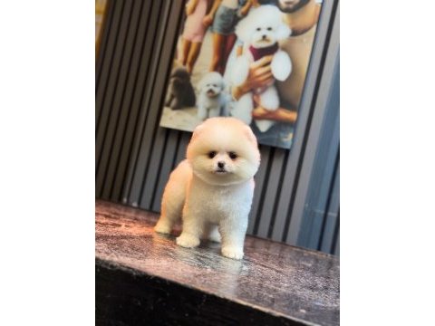 Sağlık ve ırk garantili pomeranian