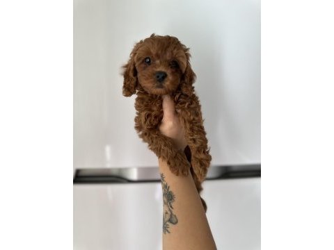 Redbrown toy poodle