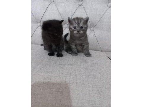 Yavru british longhair