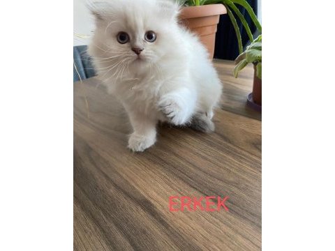 Sahiplendirme british longhair