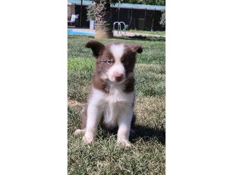 Birinci sınıf safkan border collie yavruları 