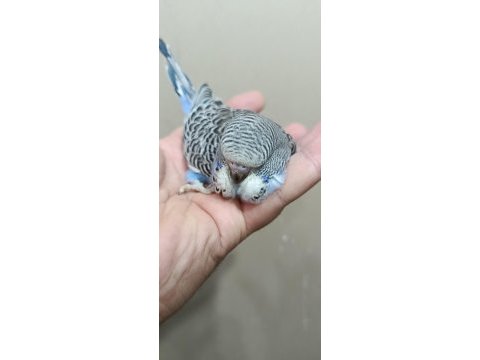 Jumbo erkek muhabbet kuşu bebek