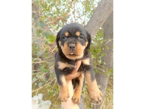 Rottweiler yavrularımız