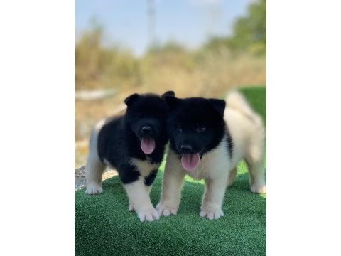 Amerikan akita inu yavruları