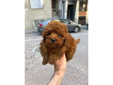 Toy poodle yavru