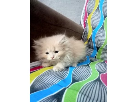 Yavru british longhair