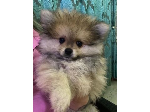 Pomeranian 2.5 aylık
