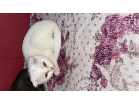 Evimizin scottish fold paşası çiko