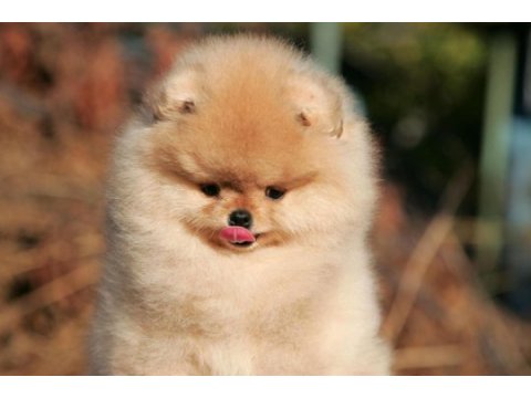 Şecereli ırk garantili pomeranian boo teddy bear