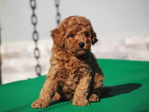 Toy poodle yavrularımız yeni ailelerini arıyorlar