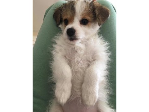 Yavru morkie
