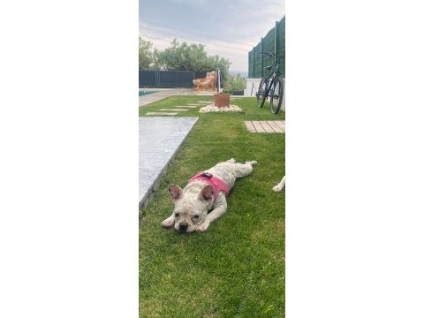 French bulldog köpeği