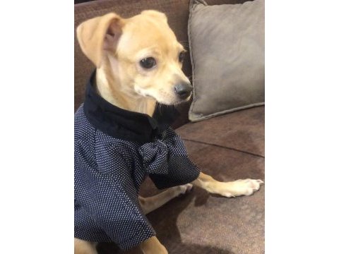 Safkan orjinal pinscher