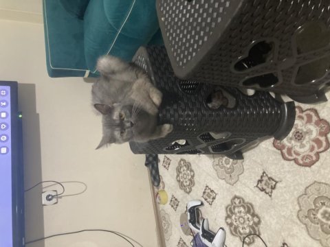 2 yaşında dişi orjinal british shorthair