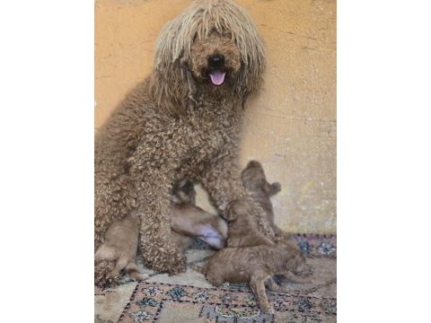 Giant (dev) poodle yavruları burkemden