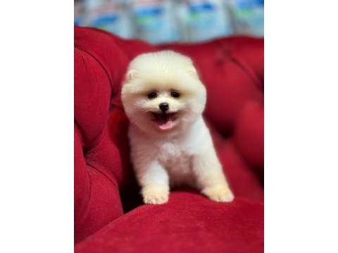 Gülen yüz pomeranian