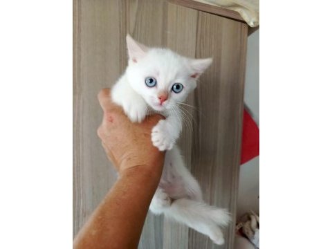 British shorthair yavru