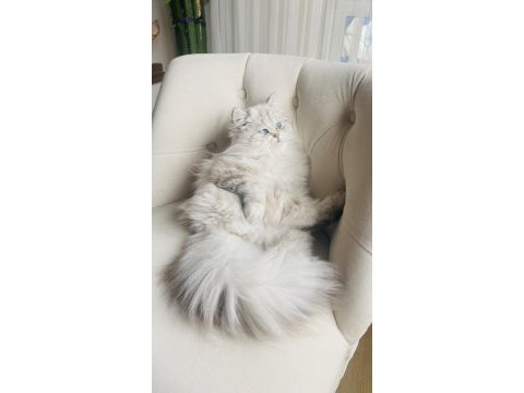 British longhair 1 yaşında
