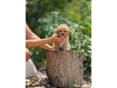 Aşılı ve çiş pedi eğitimli maltipoo bebekler 