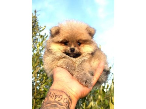 Güzellik abideleri pomeranian köpekler