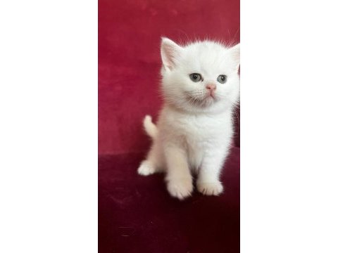 Scottish straight shorthair